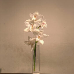 פרח סחלב לבן (ענף)